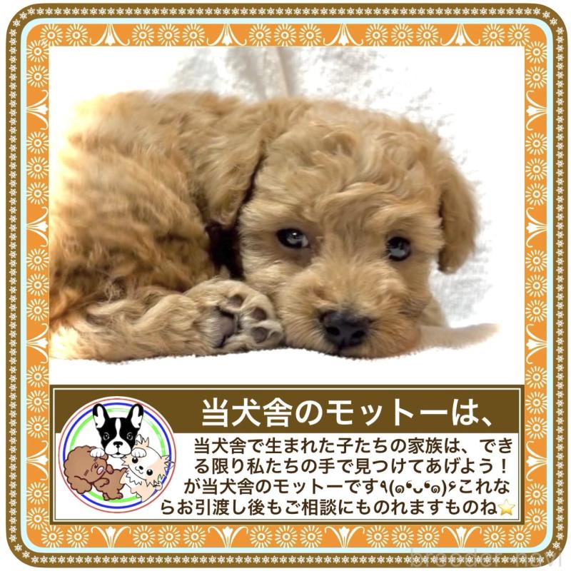 販売中の大阪府のタイニープードル-424582の11枚目