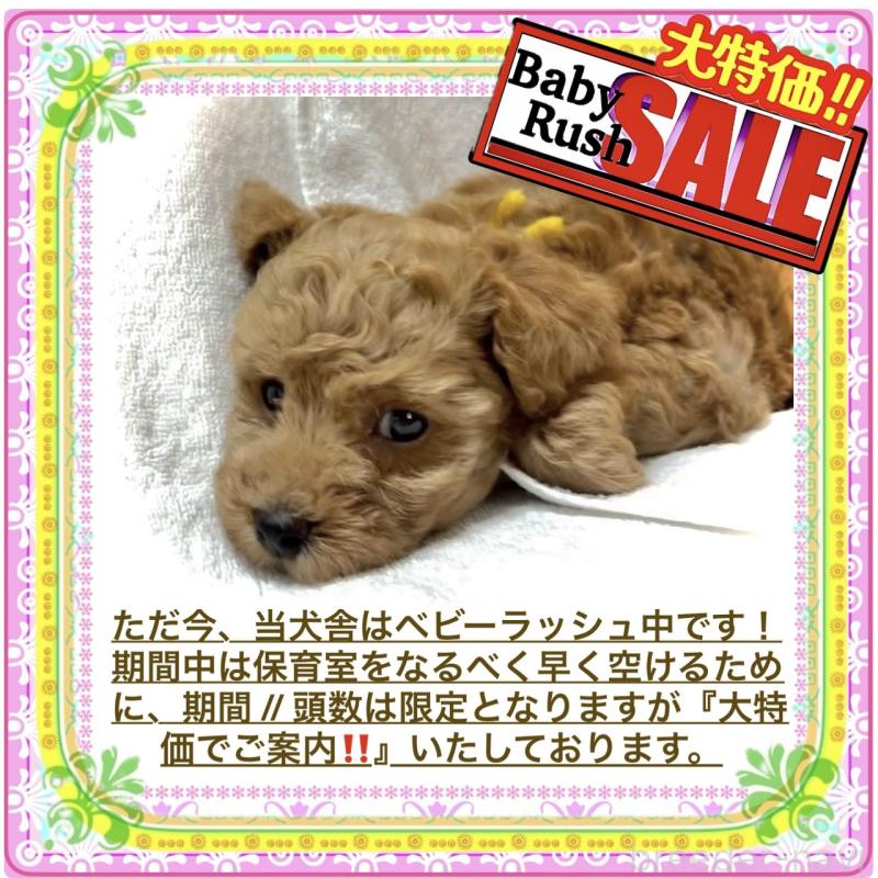 販売中の大阪府のタイニープードル-424582の10枚目