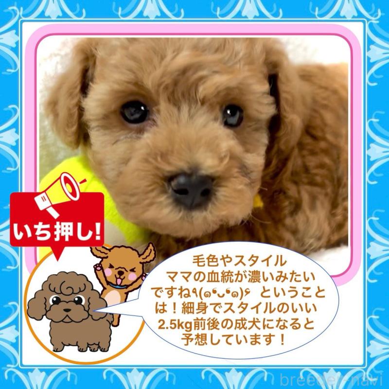 販売中の大阪府のタイニープードル-424582の9枚目
