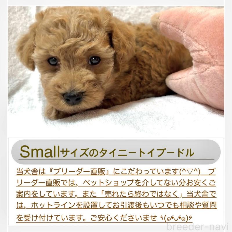 販売中の大阪府のタイニープードル-424582の8枚目
