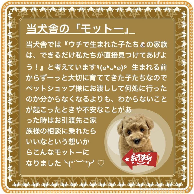 販売中の大阪府のタイニープードル-424582の7枚目