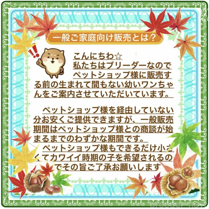 販売中の大阪府のタイニープードル-424582の5枚目