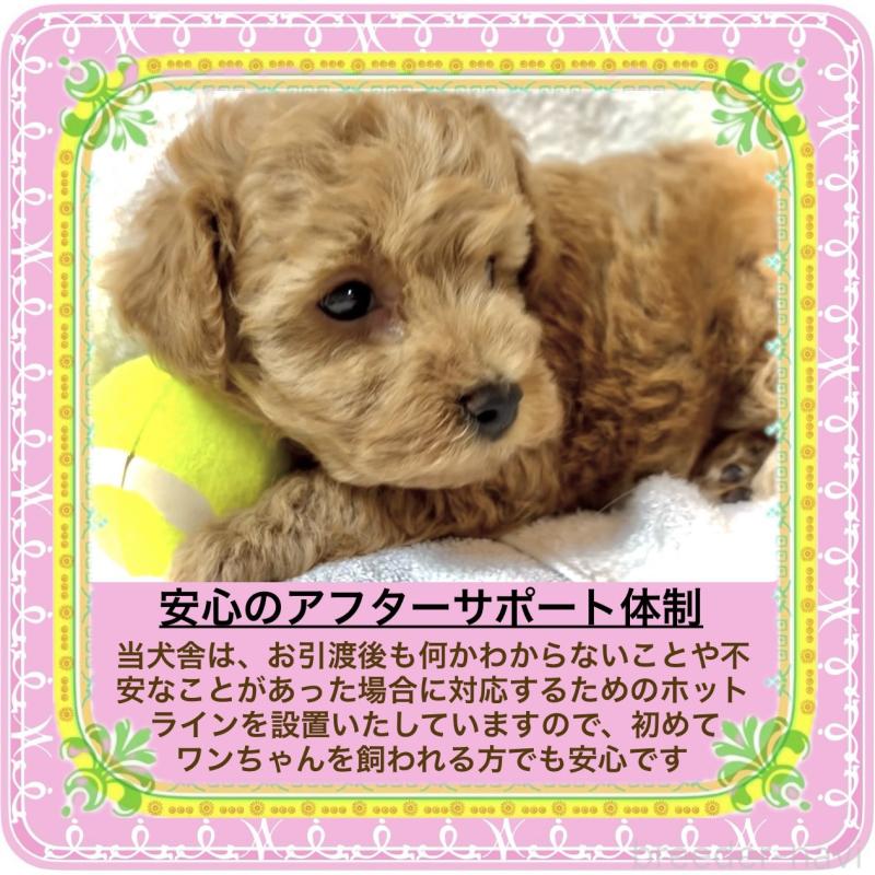 販売中の大阪府のタイニープードル-424582の6枚目