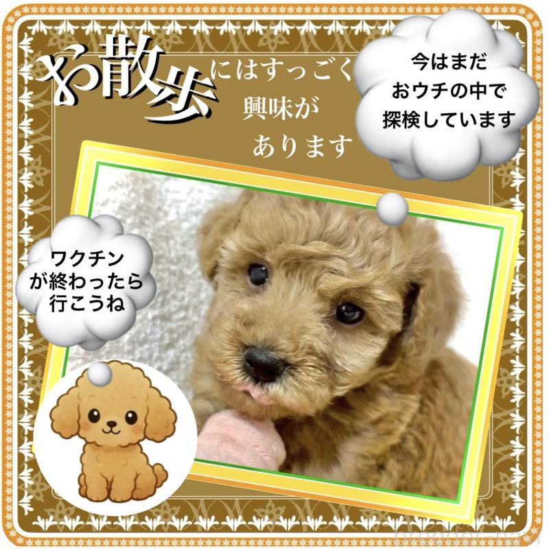 販売中の大阪府のタイニープードル-424582の4枚目