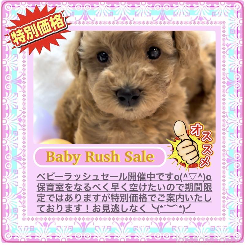 販売中の大阪府のタイニープードル-424582の3枚目