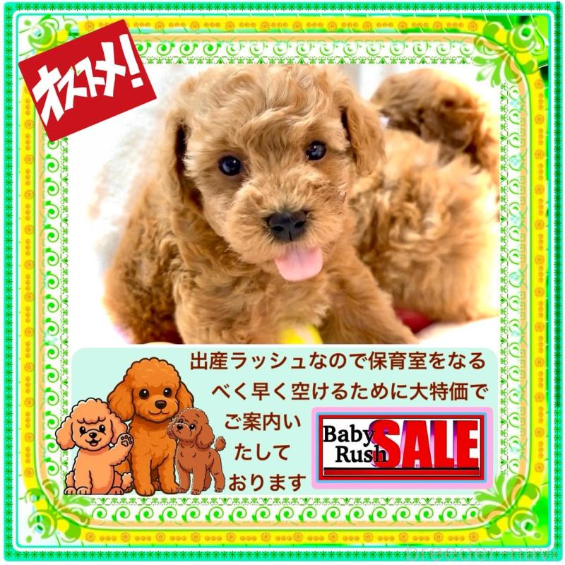 販売中の大阪府のタイニープードル-424582の2枚目