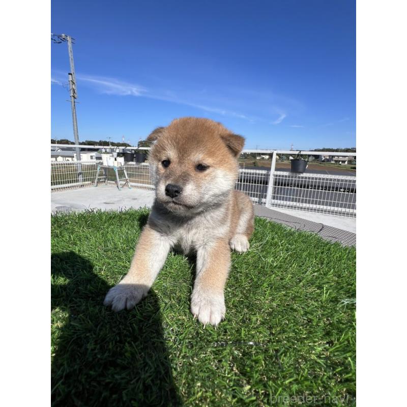 販売中の埼玉県の柴犬-424584の4枚目