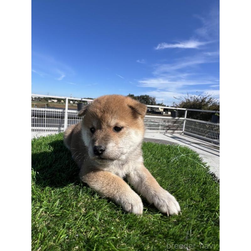 販売中の埼玉県の柴犬-424584の3枚目