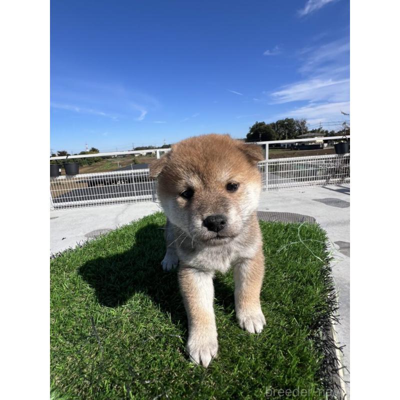 販売中の埼玉県の柴犬-424584の2枚目