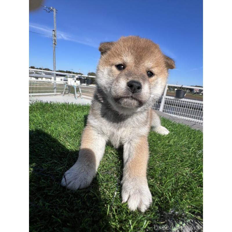 販売中の埼玉県の柴犬-424584