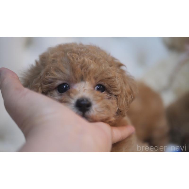 成約済の香川県のトイプードル-421873の2枚目