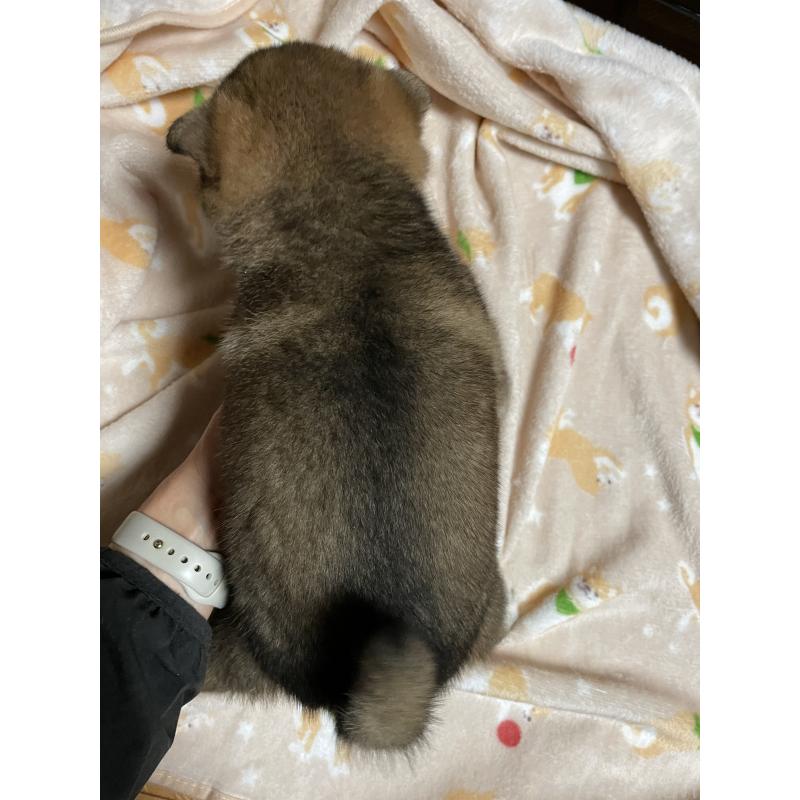 成約済の茨城県の柴犬-421809の3枚目