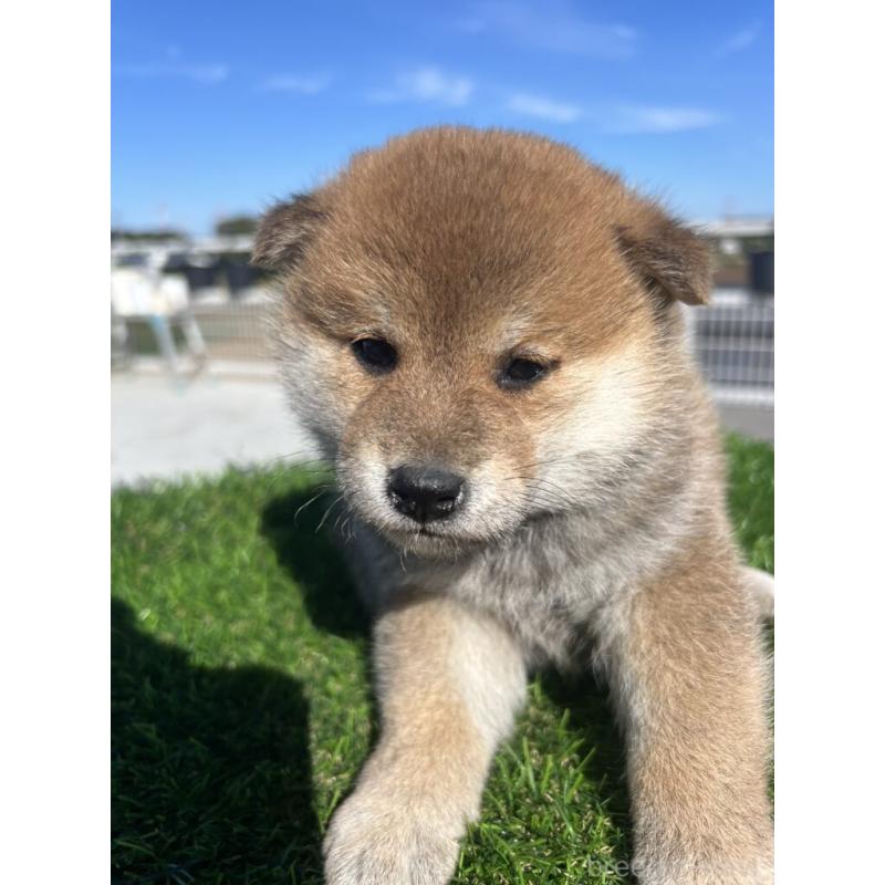 販売中の埼玉県の柴犬-424602の5枚目