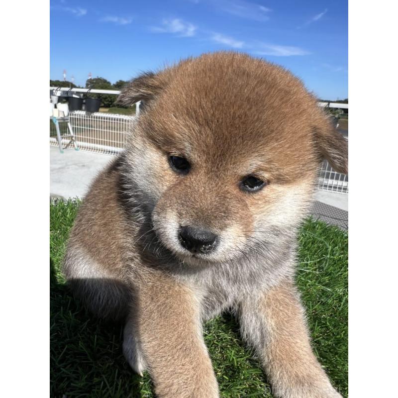 販売中の埼玉県の柴犬-424602の4枚目