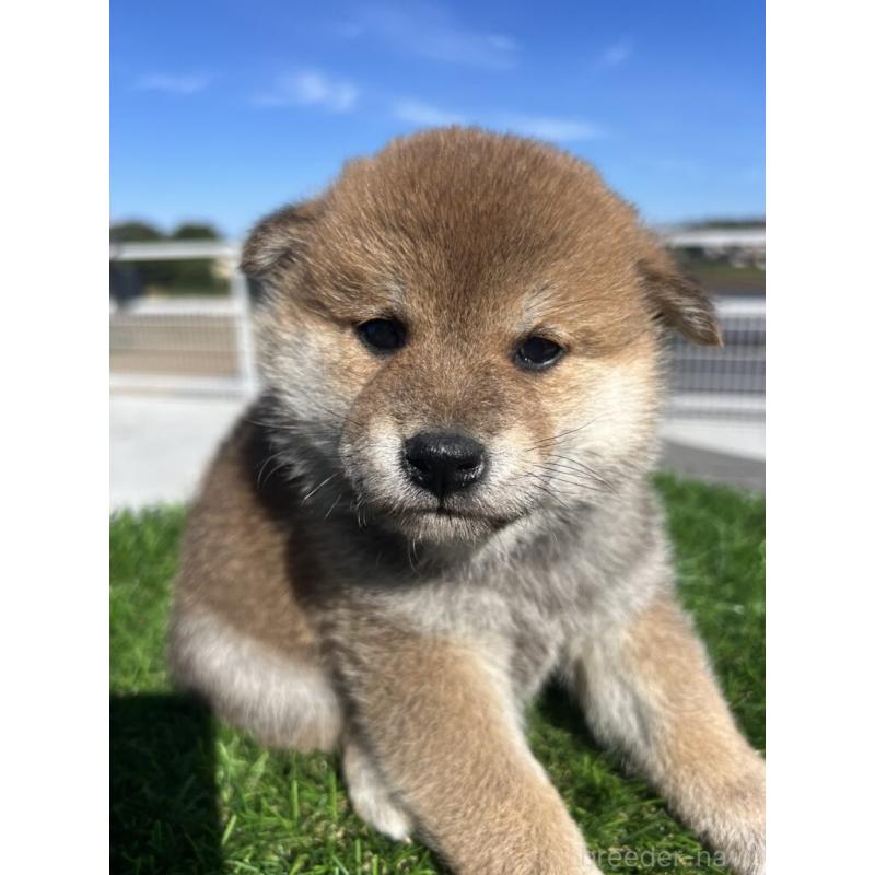 販売中の埼玉県の柴犬-424602