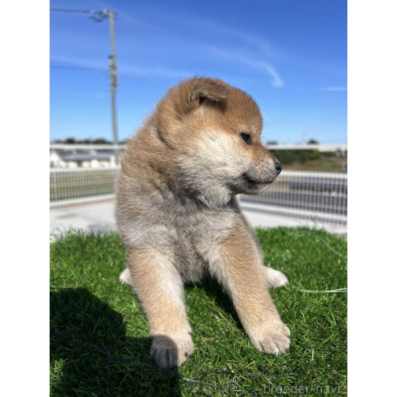 販売中の埼玉県の柴犬-424602の3枚目