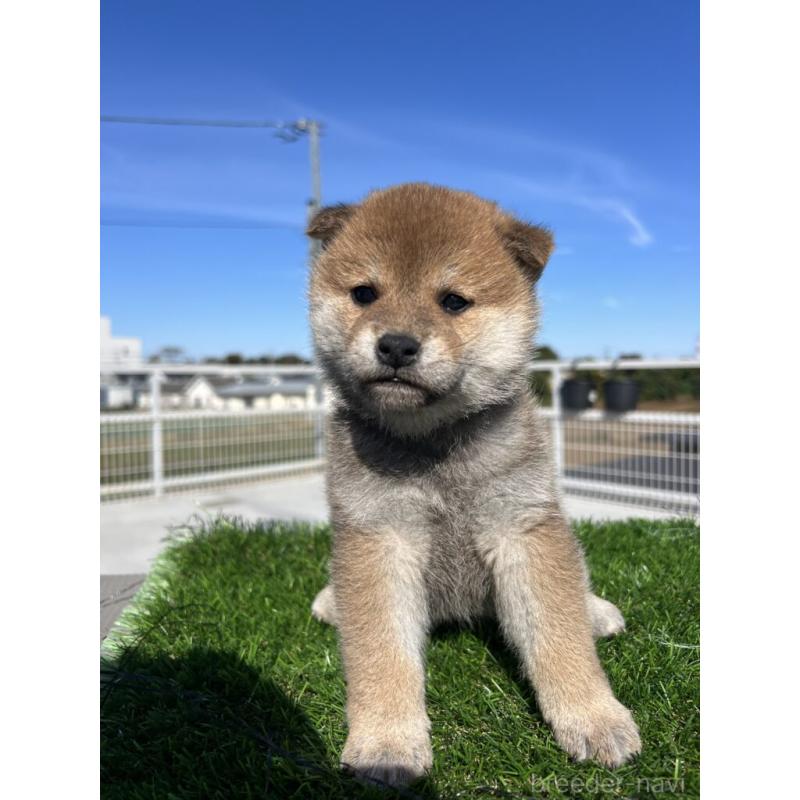 販売中の埼玉県の柴犬-424602の2枚目