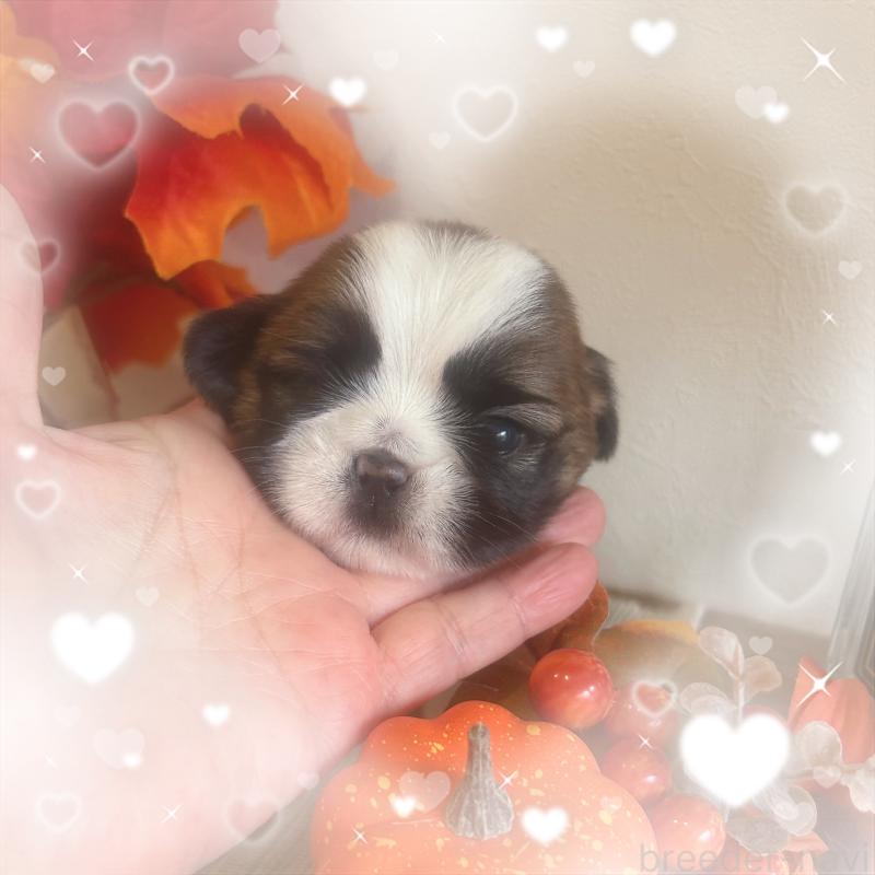 販売中の愛媛県のシーズー-424608