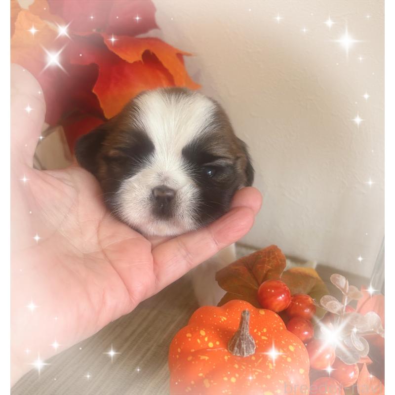 販売中の愛媛県のシーズー-424608の5枚目