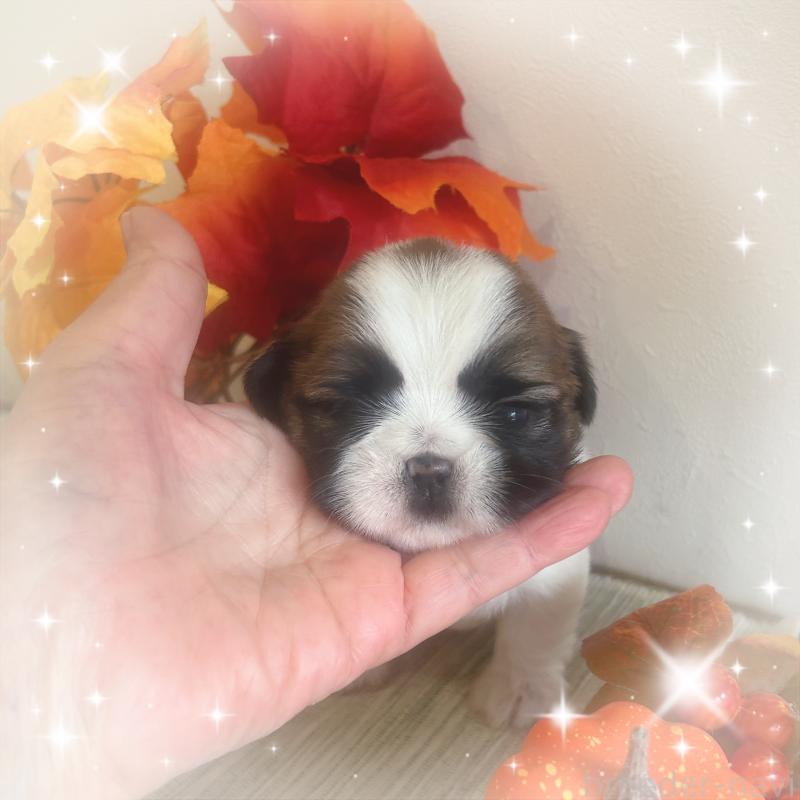 販売中の愛媛県のシーズー-424608の4枚目