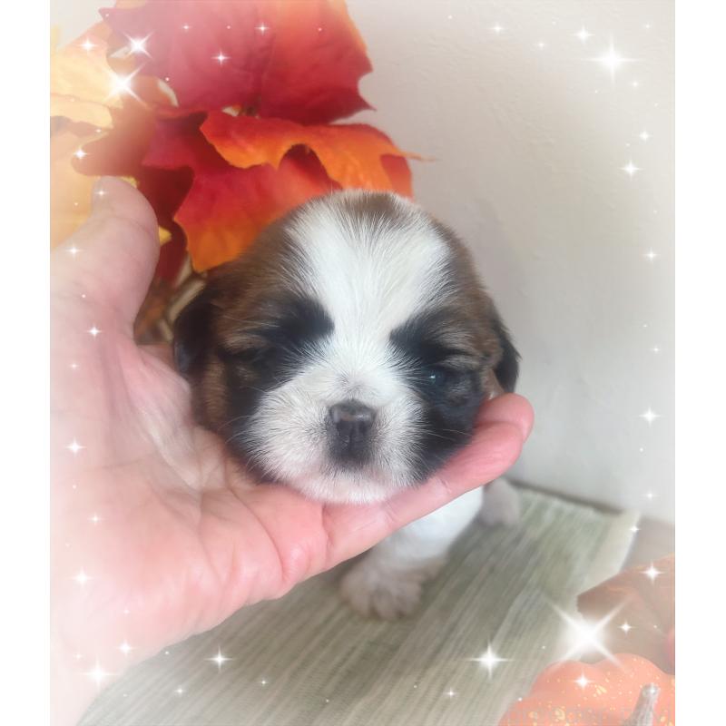 販売中の愛媛県のシーズー-424608の3枚目