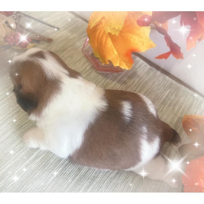 販売中の愛媛県のシーズー-424608の2枚目