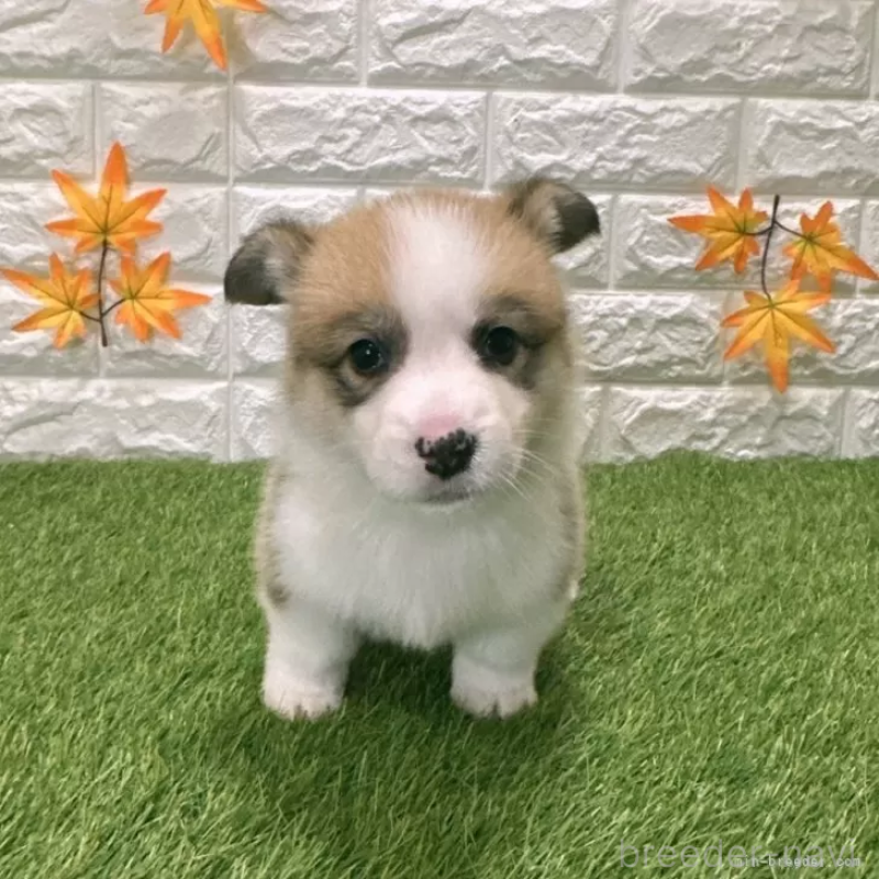 販売中の愛知県のウェルシュコーギーペンブローク-423513