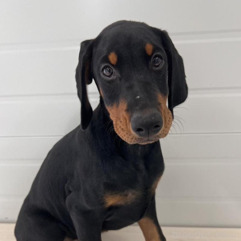 販売中の徳島県のドーベルマン-424614の1枚目