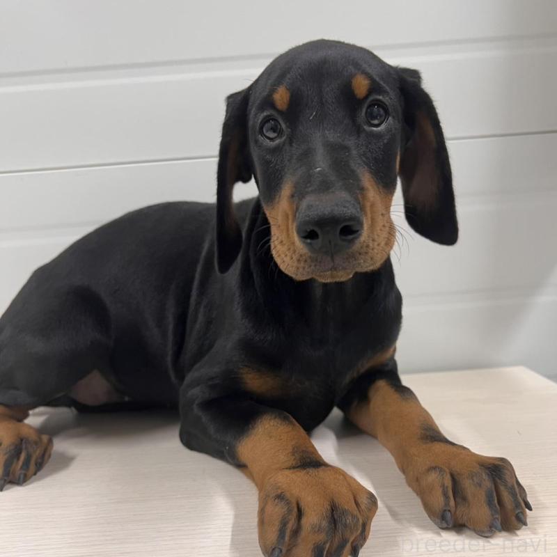 販売中の徳島県のドーベルマン-424614の11枚目