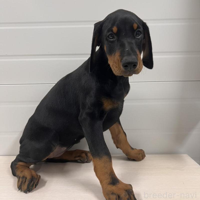 販売中の徳島県のドーベルマン-424614の10枚目