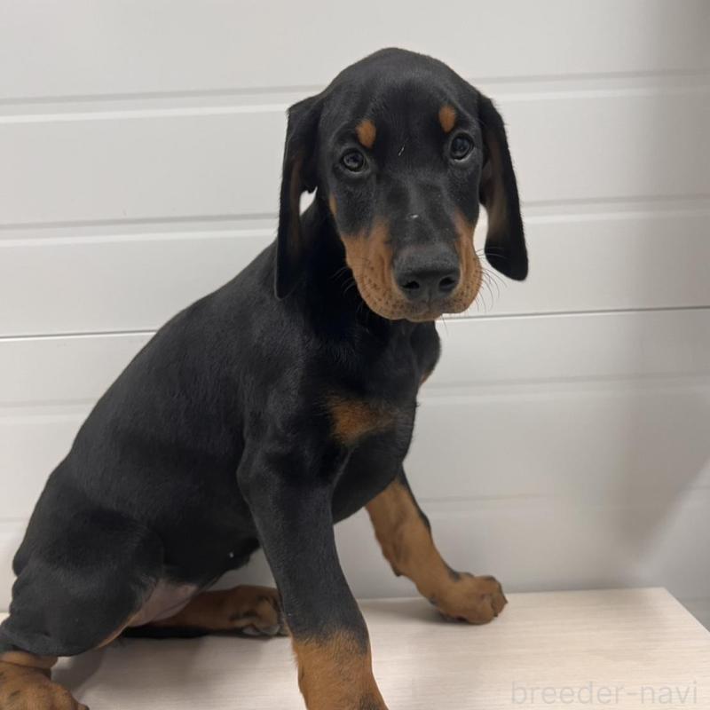 販売中の徳島県のドーベルマン-424614の9枚目