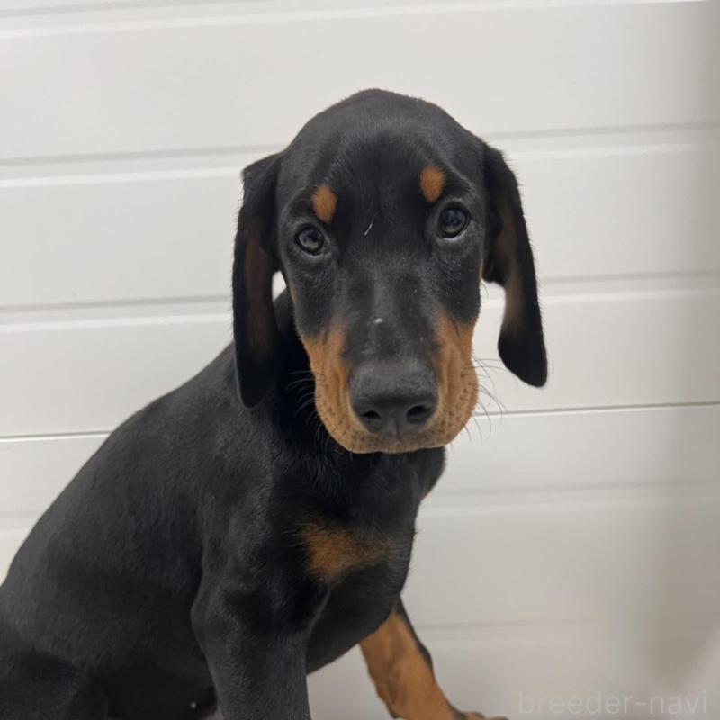 販売中の徳島県のドーベルマン-424614の8枚目