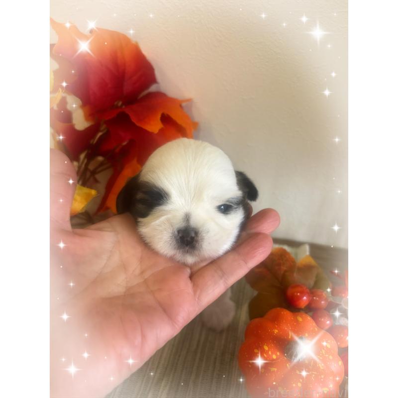 販売中の愛媛県のシーズー-424611の6枚目