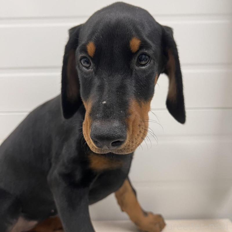 販売中の徳島県のドーベルマン-424614の7枚目