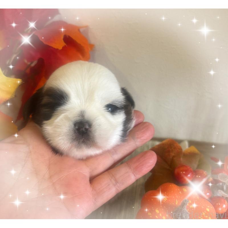 販売中の愛媛県のシーズー-424611の5枚目