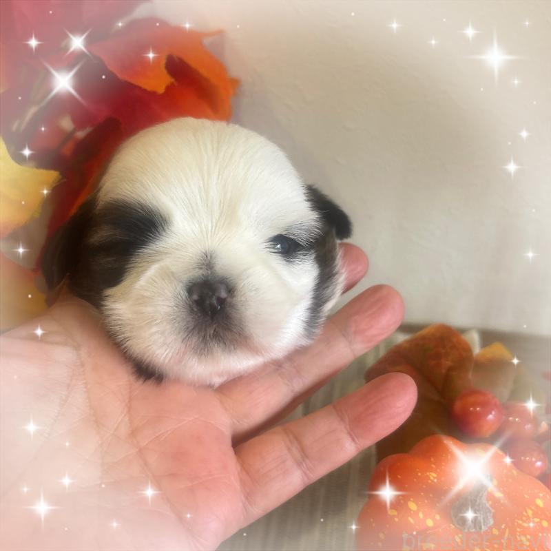 販売中の愛媛県のシーズー-424611の4枚目