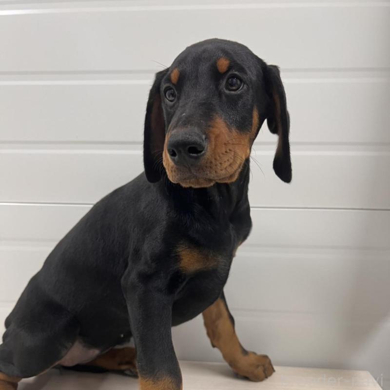 販売中の徳島県のドーベルマン-424614の6枚目