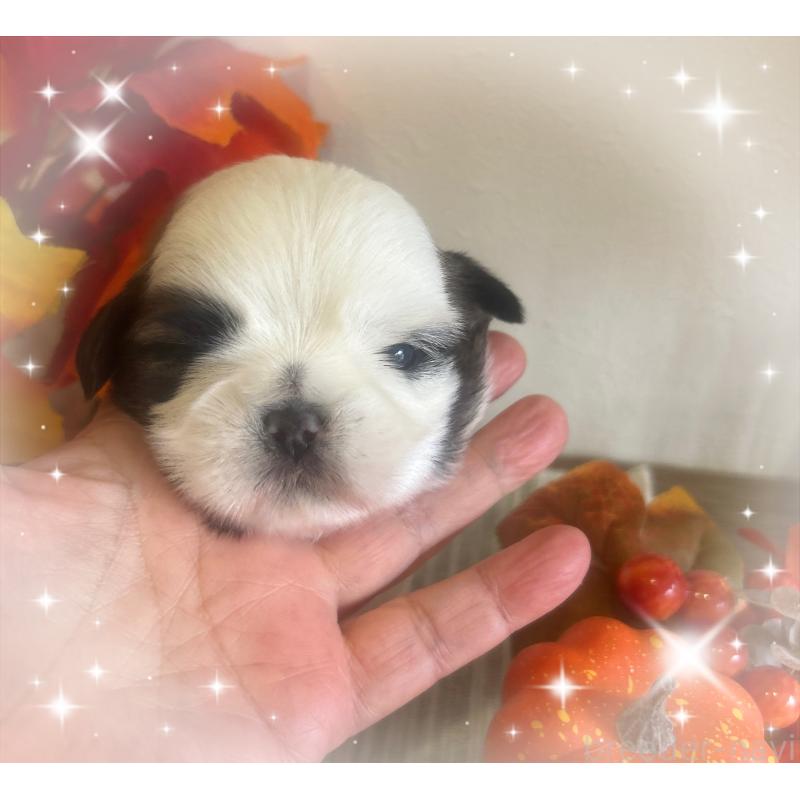 販売中の愛媛県のシーズー-424611の3枚目