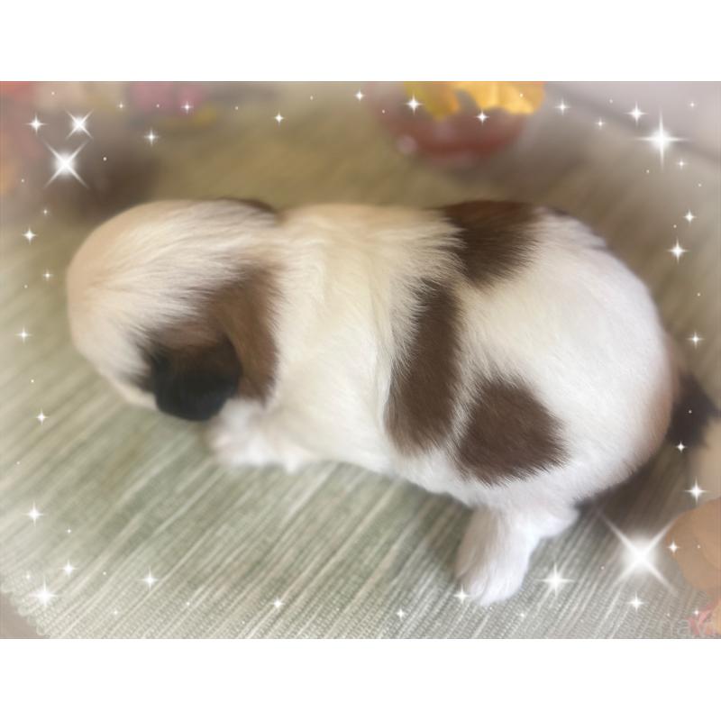 販売中の愛媛県のシーズー-424611の2枚目