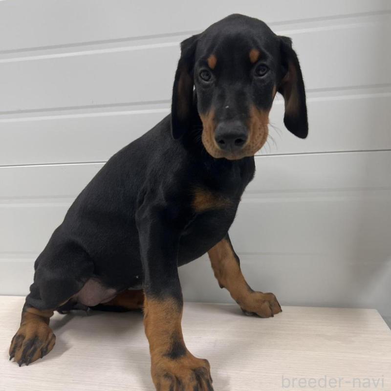 販売中の徳島県のドーベルマン-424614の5枚目