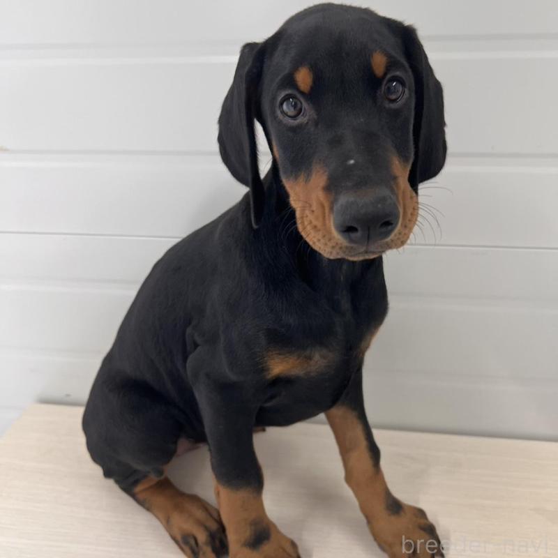 販売中の徳島県のドーベルマン-424614の4枚目