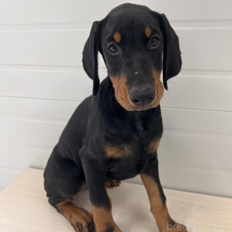 販売中の徳島県のドーベルマン-424614の3枚目