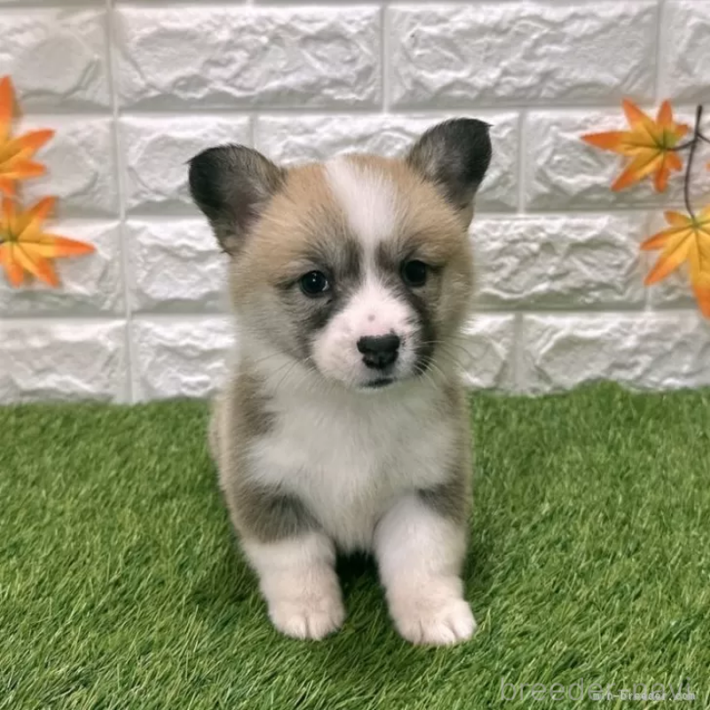 販売中の愛知県のウェルシュコーギーペンブローク-423506