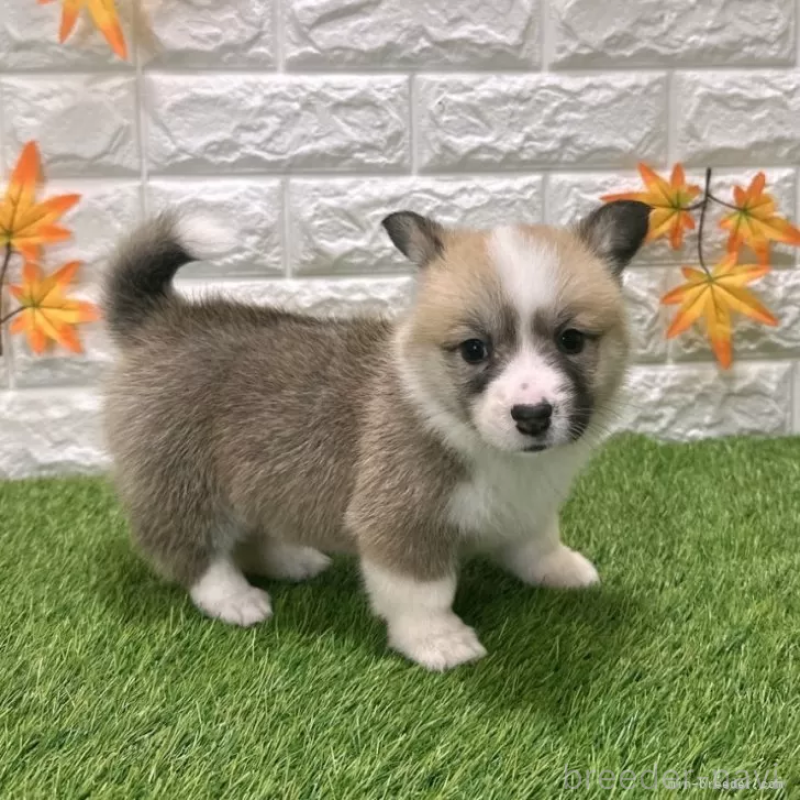 販売中の愛知県のウェルシュコーギーペンブローク-423506の5枚目