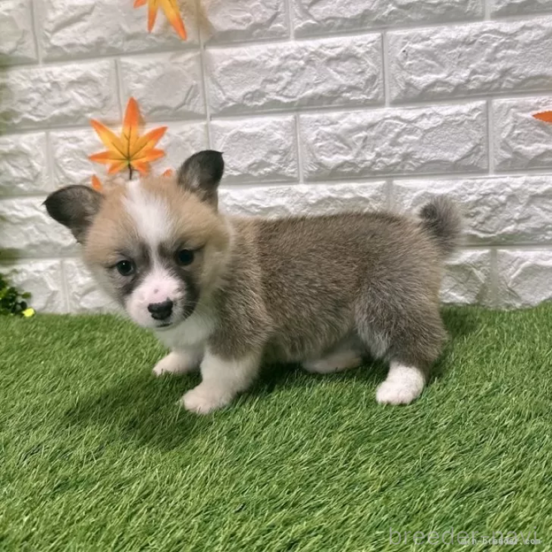 販売中の愛知県のウェルシュコーギーペンブローク-423506の4枚目