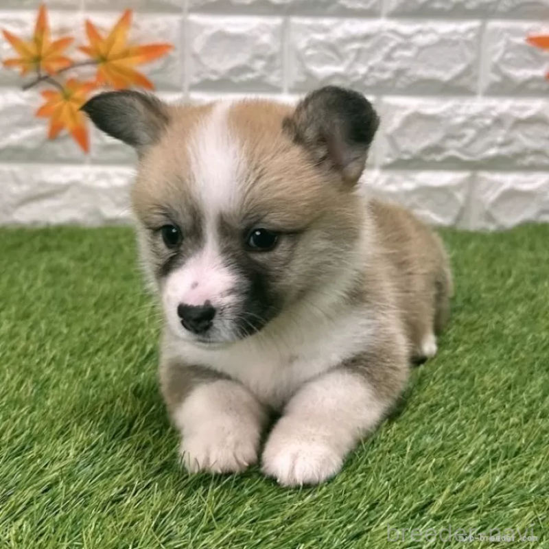販売中の愛知県のウェルシュコーギーペンブローク-423506の3枚目