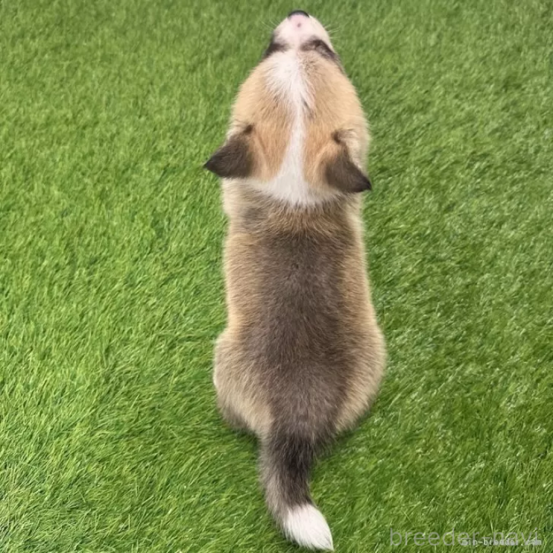 販売中の愛知県のウェルシュコーギーペンブローク-423506の2枚目