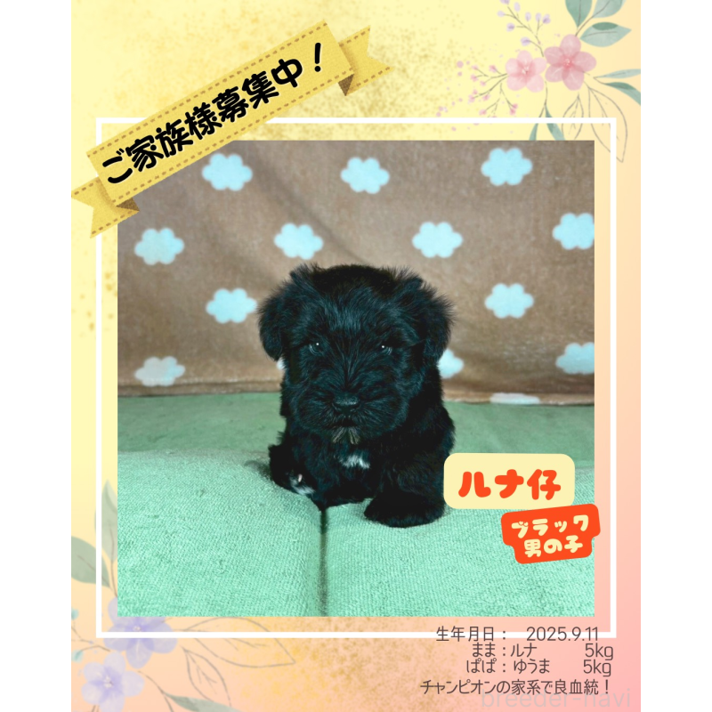 販売中ののミニチュアシュナウザー-424613