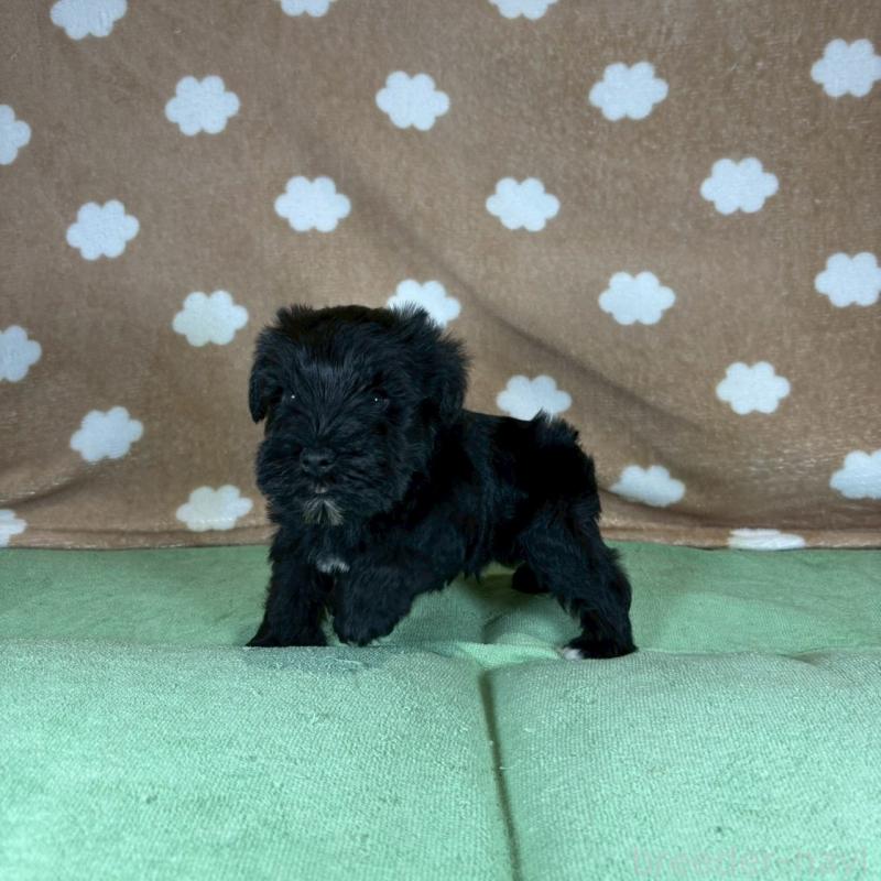 販売中の大阪府のミニチュアシュナウザー-424613の4枚目