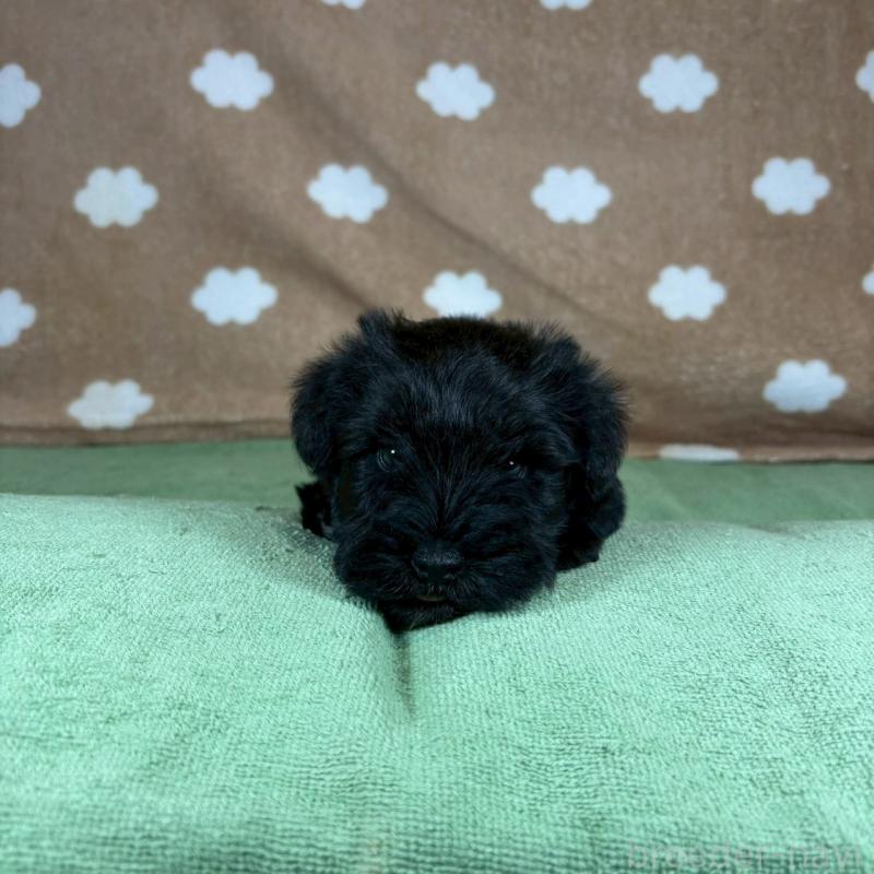 販売中の大阪府のミニチュアシュナウザー-424613の3枚目